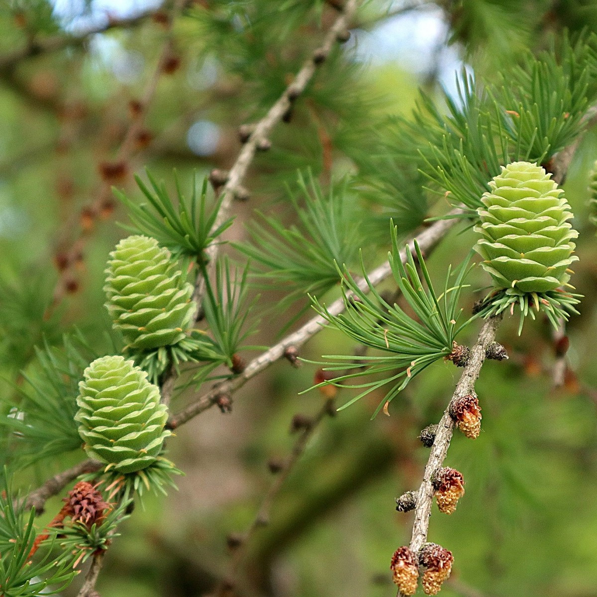 Modřín opadavý - Larix decidua - semena modřínu - 10 ks
