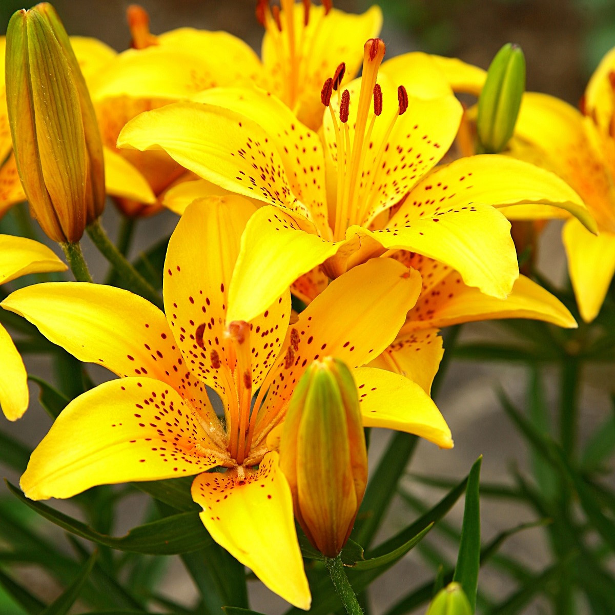 Lilie Yellow Tiger - Lilium lancifolium - cibule lilie - 1 ks