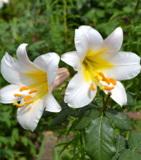 Lilie White Planet - Lilium - cibule lilie - 1 ks