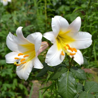 Lilie White Planet - Lilium - cibule lilie - 1 ks