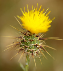 Chrpa luční žlutá - Centaurea cyanus - semena chrpy - 50 ks