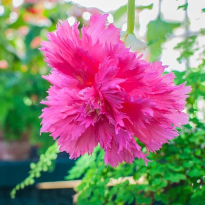 Begonie třepenitá růžová - Begonia fimbriata - hlízy begonie - 2 ks