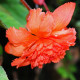 Begonie třepenitá oranžová - Begonia fimbriata - hlízy begonie - 2 ks