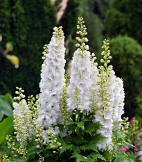 Stračka bílá - Delphinium consolida - semena stračky - 100 ks