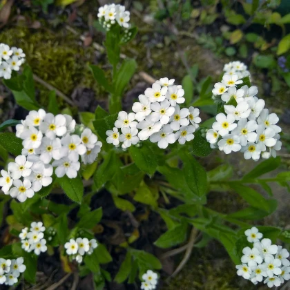 Pomněnka lesní Snowsylva - Myosotis sylvatica - semena pomněnky - 60 ks