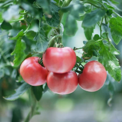Rajče růžové Brandywine - Solanum lycopersicum - semena rajčete - 6 ks