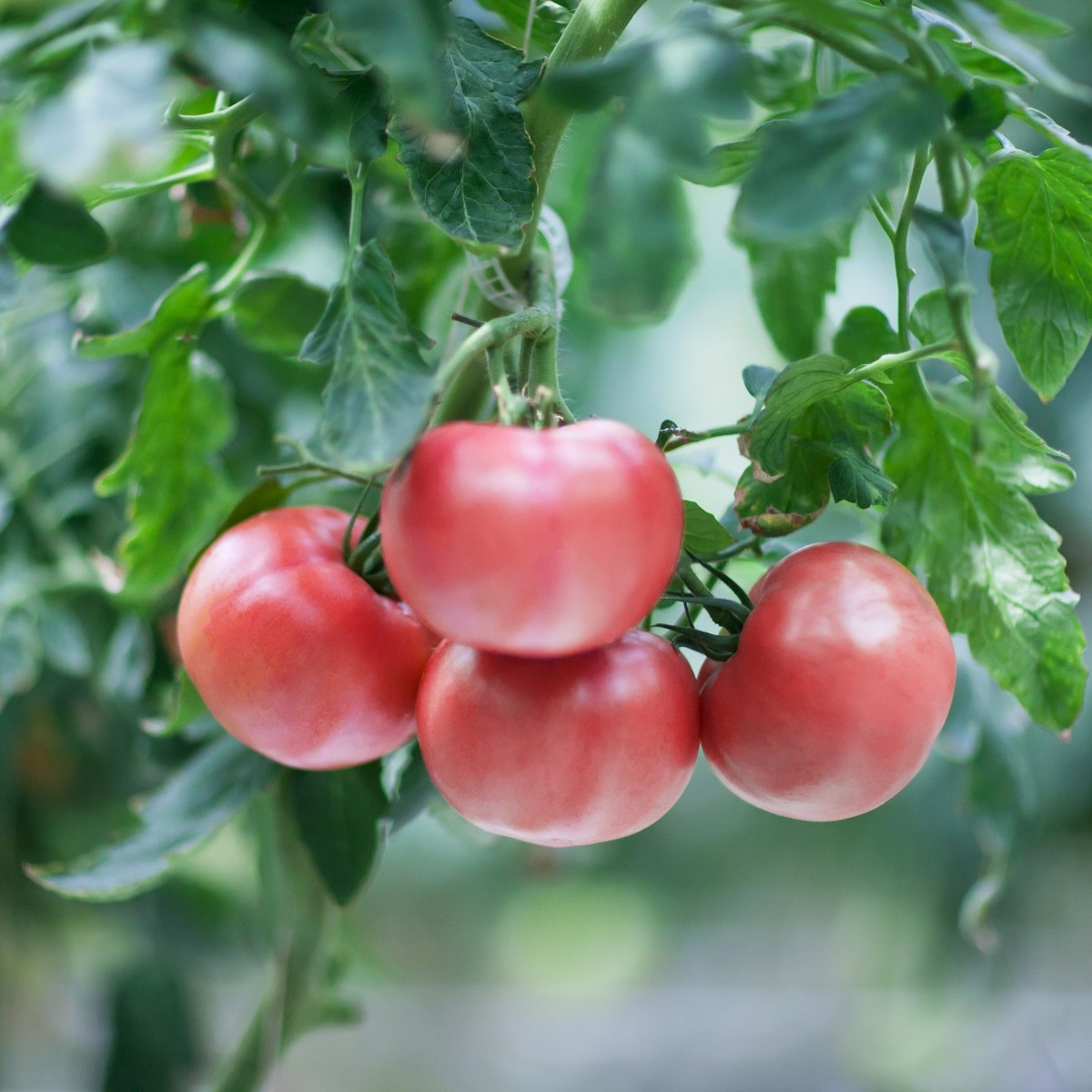 Rajče růžové Brandywine - Solanum lycopersicum - semena rajčete - 6 ks