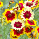 Кореопсис Incredible Dwarf Mix – Coreopsis hybrida – семена от кореопсис – 200 бр.