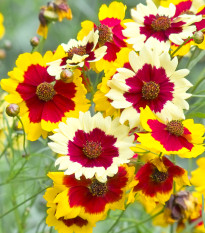 Кореопсис Incredible Dwarf Mix – Coreopsis hybrida – семена от кореопсис – 200 бр.