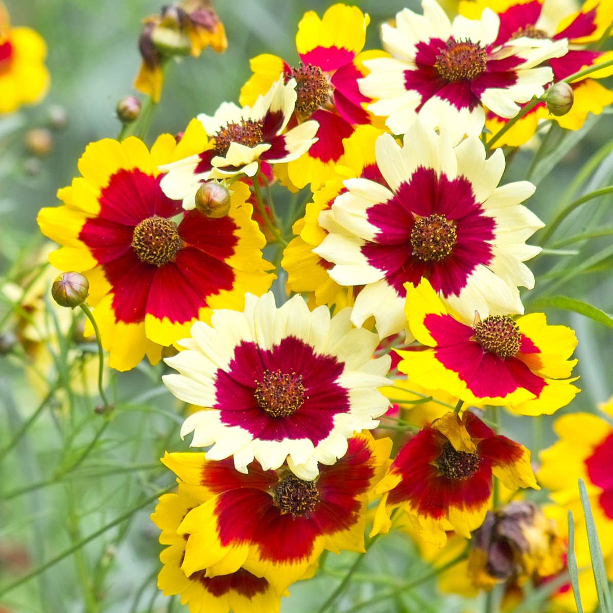 Кореопсис Incredible Dwarf Mix – Coreopsis hybrida – семена от кореопсис – 200 бр.