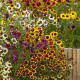 Кореопсис Incredible Dwarf Mix – Coreopsis hybrida – семена от кореопсис – 200 бр.