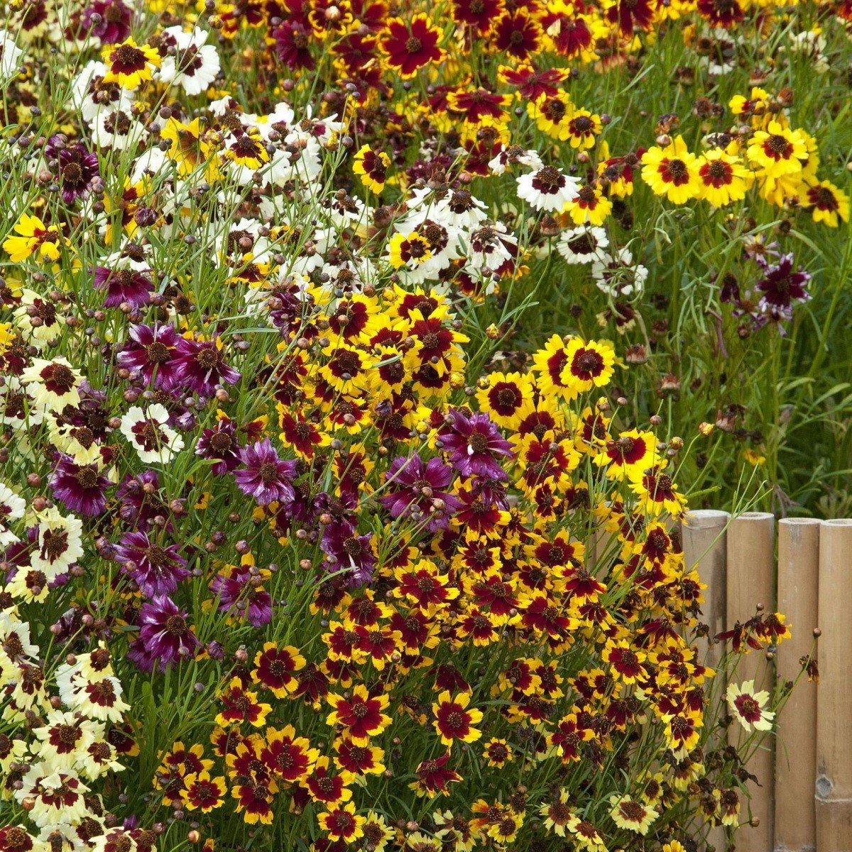 Кореопсис Incredible Dwarf Mix – Coreopsis hybrida – семена от кореопсис – 200 бр.