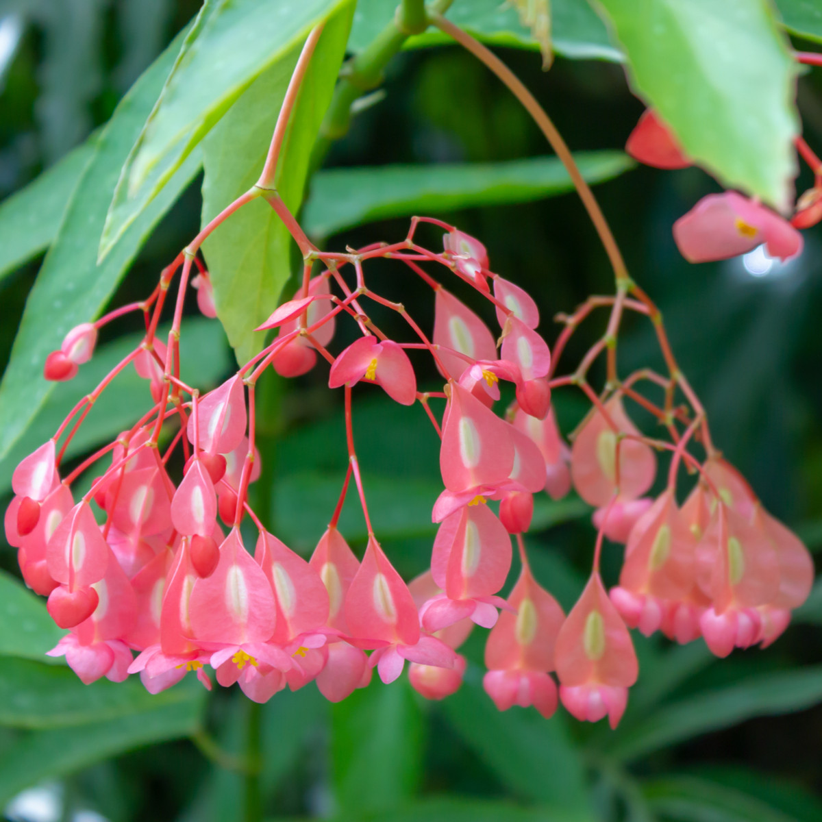 Begonie šarlatová - Begonia coccinea - semena begónie - 12 ks