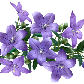 Камбанка