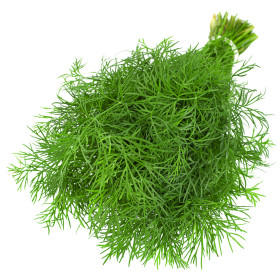 Kopr