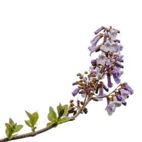 Пауловния