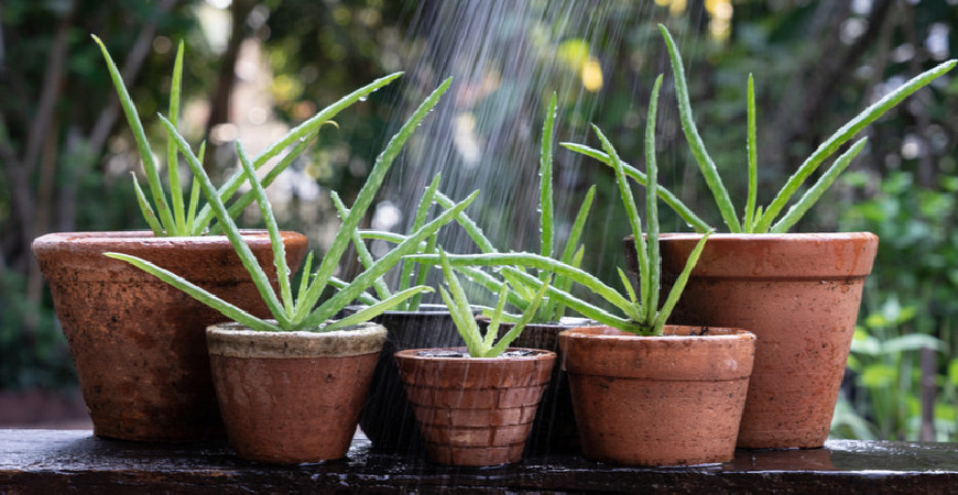 Vypěstujte si Aloe vera ze semen