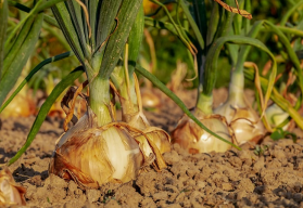 Vyséváme a pěstujeme: cibule ze semen