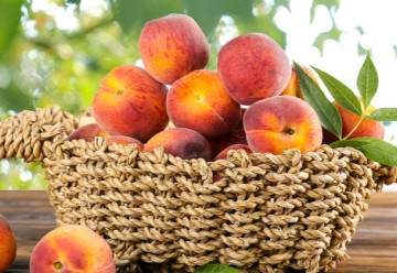 Vše o pěstování broskvoní