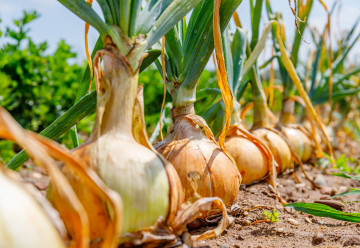 Cibule: jak sázet, jak pěstovat a jak hluboce sázet cibuli