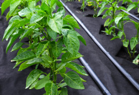 Pomocníci při pěstování - Textilie
