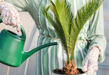 Cykas si můžete vypěstovat ze semen i u Vás doma