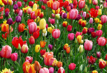 Cibulky tulipánů rozehrají barvami každou zahradu