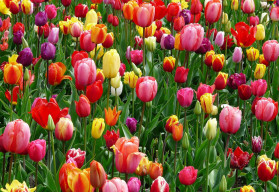 Cibulky tulipánů rozehrají barvami každou zahradu